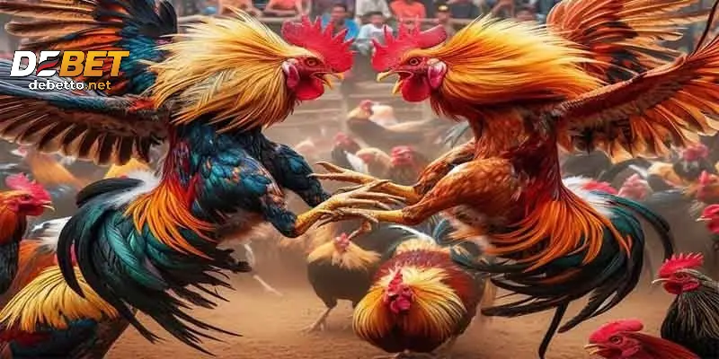 Kinh nghiệm chơi đá gà cựa sắt dễ thắng cho người mới